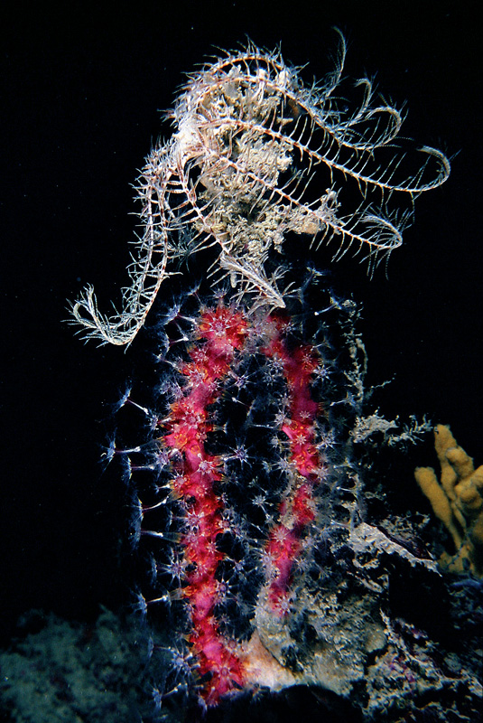 I mille colori di Antedon mediterranea